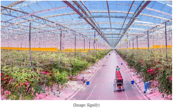 Signify的LED園藝照明產品